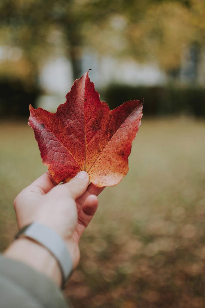pexels-photo-1563524-1563524 A close-up of a hand holding a vibrant red maple leaf, capturing the essence of autumn.